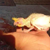 جوجه عروس سرلاکی|پرنده|گرگان, |دیوار