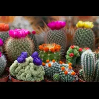 انواع و اقسام کاکتوس های گلدار و پیوندی|گل و گیاه طبیعی|رشت, خرسندی|دیوار