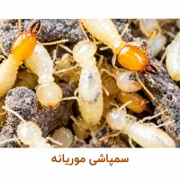 سمپاشی منازل*موریانه زدایی سم پاشی*ساس سوسک موش