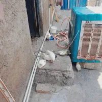 جوجه گوشتی