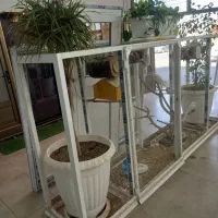 قفس آلومینیومی با عروس البینو ۱۰ عدد|لوازم جانبی حیوانات|قم, چهار امامزاده|دیوار