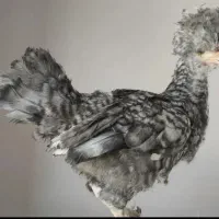 غول پیکر برهما و سلطان|حیوانات مزرعه|قم, در بهشت|دیوار