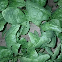 سبزی شوید|حراج|علی‌آباد کتول, |دیوار