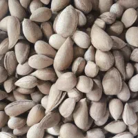 بادوم تلخ کوهی