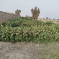 زمین کشاورزی زهک بخش خمک روستای حسن اکبر