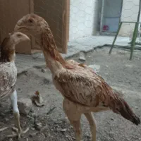 جوجه لاری|حیوانات مزرعه|مشهد, طلاب|دیوار