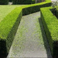 هرس. باغچه ودرخت. سم پاشی درختان وگل وگیاه|خدمات باغبانی و درختکاری|عباسآباد, |دیوار