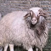 قورچ محلی|حیوانات مزرعه|بیرانوند, |دیوار