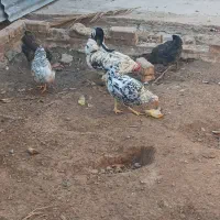 مرغ گلین|حیوانات مزرعه|مسجد سلیمان, |دیوار