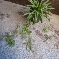 گندمی بزرگ پر از بچه|گل و گیاه طبیعی|تهران, مهران (سیدخندان)|دیوار