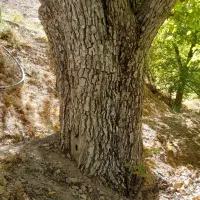 خرید درخت گردو|خدمات باغبانی و درختکاری|سنندج, |دیوار