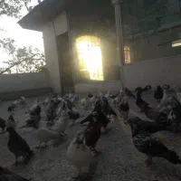 جوجه پرشی بشرط