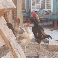 خروس کوشامو اصل