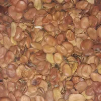 بذز|حراج|شوشتر, |دیوار