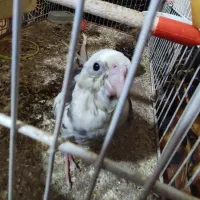 عروس هلندی نژاد ابلق آلبینو