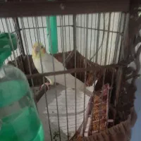 عروس هلندی سخن گو