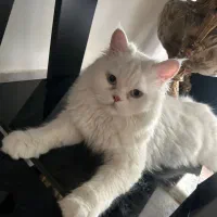 واگذاری دو عدد پرشین