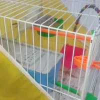 مرغ عشق خوش آواز|پرنده|مشهد, نکاح|دیوار