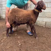 بره قوچ های ژندار افشار همو و هترو|حیوانات مزرعه|گرگان, |دیوار