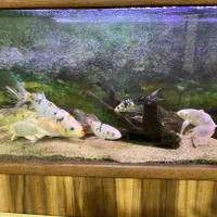 فروش ماهیهای کوی|ماهی|رشت, سیا اسطلخ|دیوار