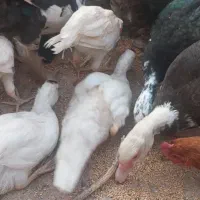 جوجه اردک سیکا یا همون اسراعیلی