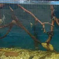 ماهی و آکواریوم|ماهی|ورامین, ورامین|دیوار