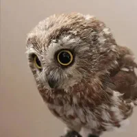 پرنده خشگل|پرنده|دلیجان, |دیوار