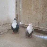 کبوتر جفت گاهی