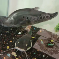 رتیل ونایف وپرت