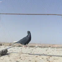 فروش کلاغ دم سفید وپاچه سفید|پرنده|سبزوار, علمدار|دیوار