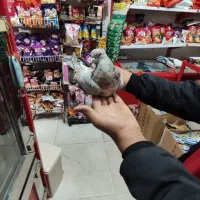 یک عدد کفتر سرور پرشی تیپی|پرنده|مینودشت, |دیوار