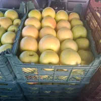 سیب درجه یک|خوردنی و آشامیدنی|شیراز, شهرک فرهنگیان|دیوار