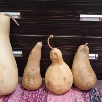 میوه مصنوعی و کدو تنبل خشک طبیعی قیمت مناسب|صنایع دستی و سایر لوازم تزئینی|ری, دیلمان|دیوار