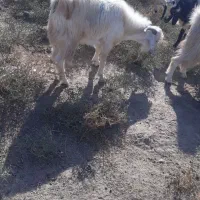 گوسفند فروشی|حیوانات مزرعه|جیرفت, |دیوار