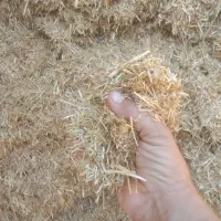 فروش کاه|لوازم جانبی حیوانات|امیدیه, |دیوار