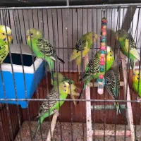 مرغ عشق جوان و سرحال