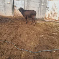 گامش بالاسی نژاد دار آروم ماده