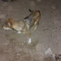 سگ نژادی  زرنگ