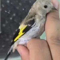 جوجه سهره کال و سبیل زده|پرنده|تهران, ترمینال جنوب|دیوار