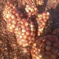 باربری پیکان وانت