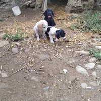 شکاری اصل