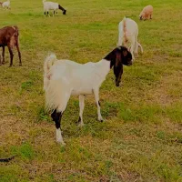 تعدادی بز گلابی آبستن و کهره دار