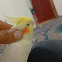 عروس ماده اماده جفت گیری|پرنده|چغادک, |دیوار