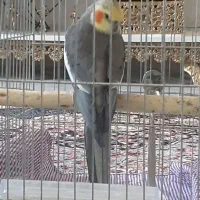عروس هلندی