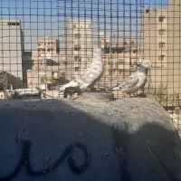کفتر جفت|پرنده|تهران, شهرک شریفی|دیوار