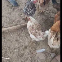 مرغ تخمگذار کوردی