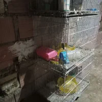 قفس|لوازم جانبی حیوانات|خان ببین, |دیوار