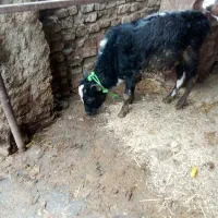 گوساله نر جنگلی