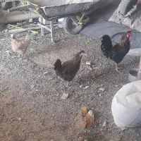 مرغ و خروس|حیوانات مزرعه|اهواز, گلستان|دیوار