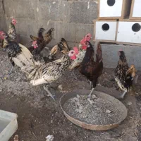 خروس ومرغ چینی|حیوانات مزرعه|بند زرک, |دیوار